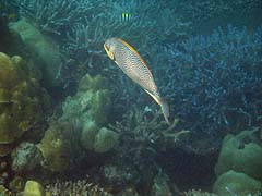 Ao Suthep Corals and Fish